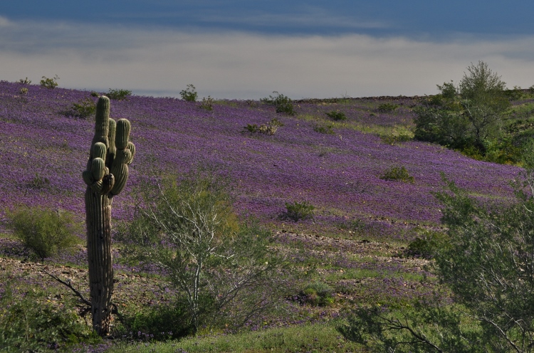 purple wildflower fields